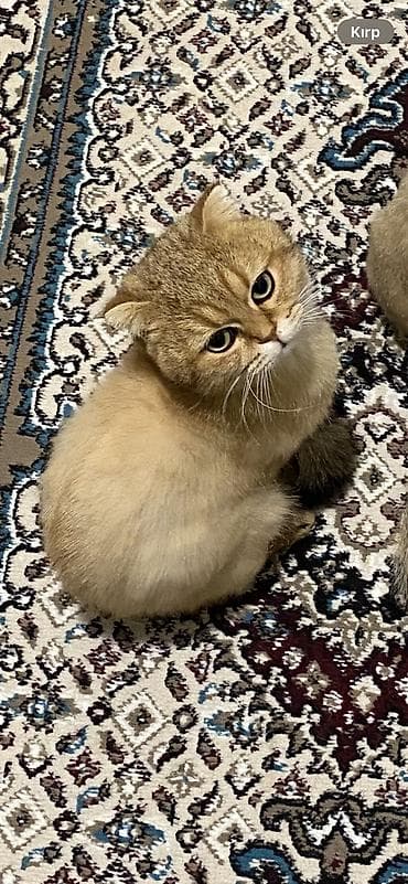 Gəmiricilər: Qızıl şinşilla, Erkək — 1