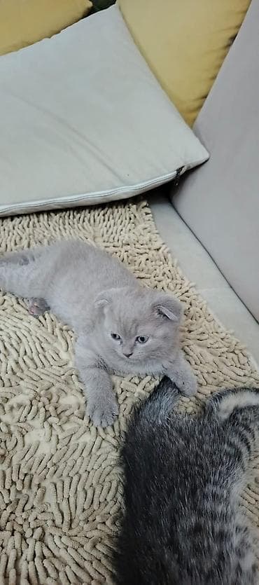 Птицы: Шотландская, Самец, Самка, В добрые руки, Самовывоз, Бесплатная доставка, Платная доставка — 2