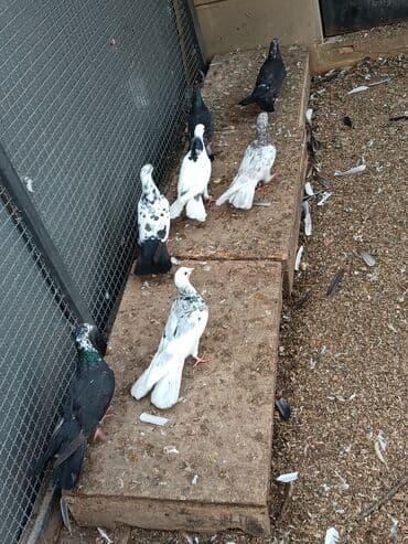 dəvəquşu yumurtası qiyməti: Şəkillərin hamısına baxın. hər cinsdə quşlar satılır . qiymət biri — 11