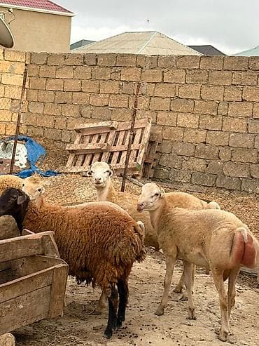 keçi balası: Dişi, il: 1, 40 kq, Damazlıq, Südlük, Ətlik, Ünvandan götürmə — 6