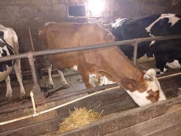 Keçi, çəpiş: Südlük inəklər - Cins: Qarışıq südlük tip (qara-ağ alacalı və — 8