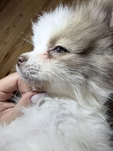 pitbull az: Şpitz, 3 ay, Dişi — 8