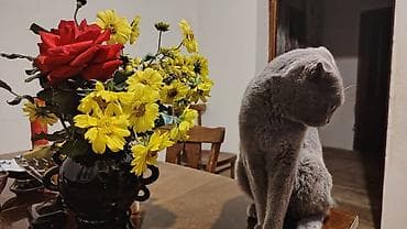 Şotland yastı qulaq, Yaxşı əllərə