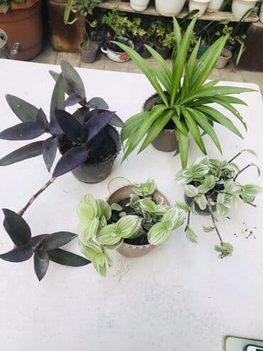 klinikada otaq arendaya verilir: Biri üç manat 
Ünvan Yeni Yasamal — 2