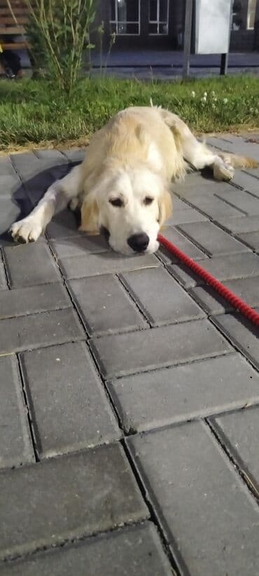 golden retriever qiyməti: Retriever, 8 ay, Erkek — 1