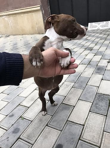 ucuz pisikler: Pitbul, 2 ay, Dişi, Peyvəndli, Rayonlara çatdırılma — 4