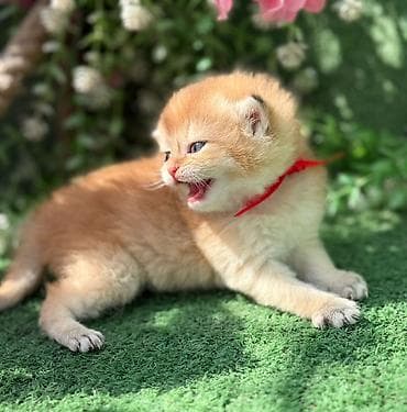 ana bala inək: Britan — 6