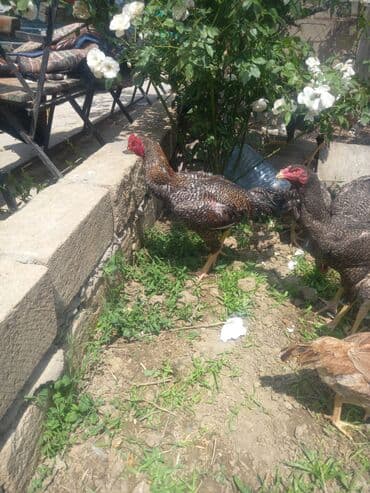 setteri it cinsinin digər adı: Satılır: Uzunboyun, iri cüssəli, sərt ayaqlı yerli döyüş tipli — 5