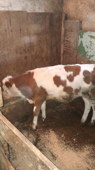 cins inekler azerbaycanda: Nomrənin vb sı ilə əlaqə saxlayın və ya 070 949 65 35 ilə Qeyd: - — 4