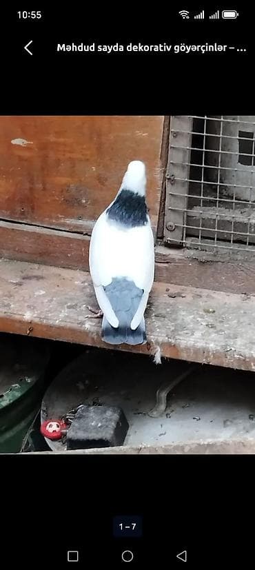 maraqli qus adlari: Ciller tutulmadi 2sidecuti 30m boynugulu 30m — 3