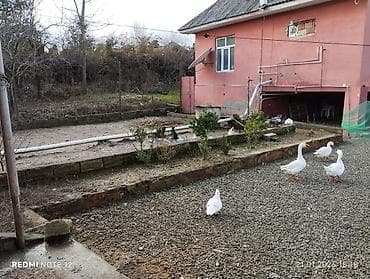 razinde torpaq satilir: 4 sot, Kənd təsərrüfatı, Mülkiyyətçi — 5