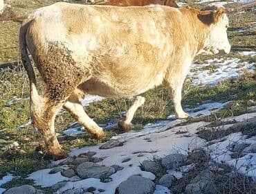 Dana, buzov: Salam ay yarima dogasidi simetalin mələzi super kökdü 15.16 arasi südü — 2