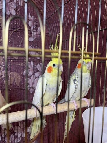 quş qəfəsi qiymətləri: Salamlar quşlar şatılir hamısı idyal vəziyyətdədirlər .vitaminləri35 — 4