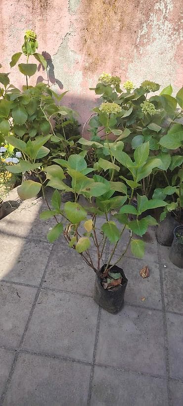 dekor guller: Hortensiya (Hydrangea) fidanları - Növ: Hydrangea macrophylla – iri — 2