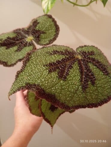 plastmas cən: Dekorativ otaq bitkisi.Real alıcılar yazsın! — 1