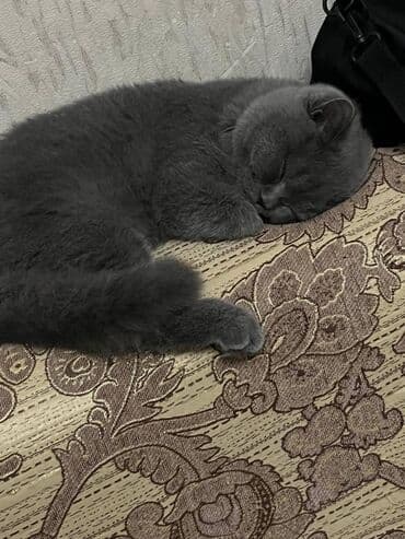 şotland pişiyi qiymeti: Şotland, Erkək — 3