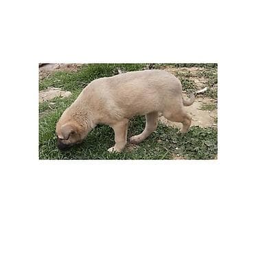 Птицы: Bu küçükler menimdir.Amma artıq 2 aylıqdırlar.Kim isteyir desin.Pul — 5