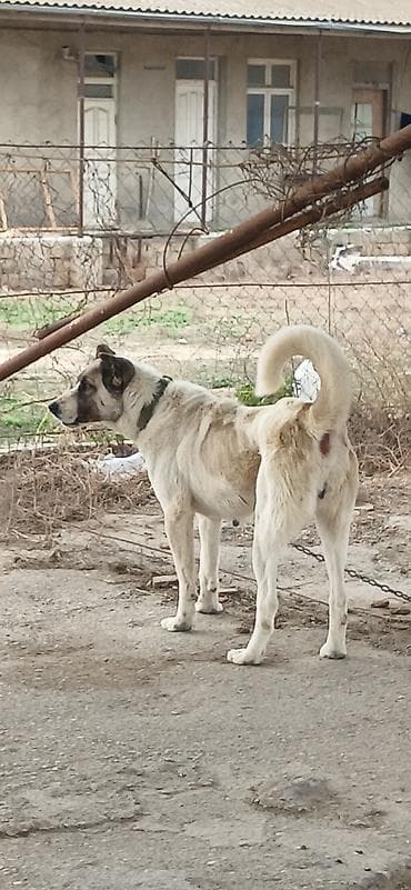 alabay dişi: Qurdbasar, 1 il, Dişi, Peyvəndli, Ödənişli çatdırılma — 2