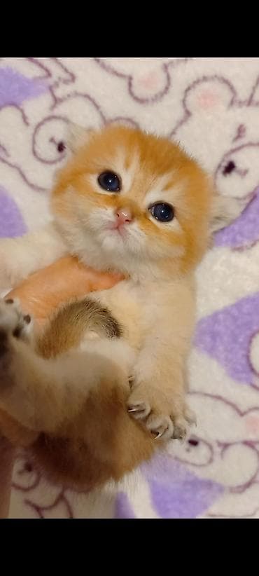 Кошки: Британская, Самец, В добрые руки, Самовывоз — 2