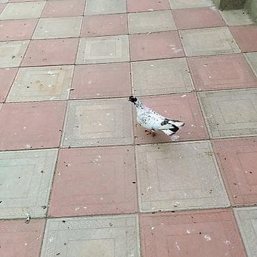 Tavan: Qarabas mayadi tam saglamdi - Material: vibromoldinq üsulu ilə — 1