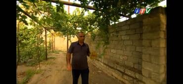 üzüm ağacı: Üzüm Ağacları Satılır Öz həyətimizin Məhsullarıdı Hər cur Növdə Üzüm — 2