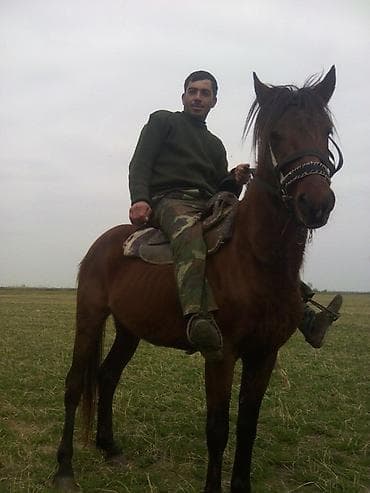 Inəklər, öküzlər: Digər kənd təsərrüfatı heyvanları — 3