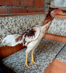 Inəklər, öküzlər: Xoruz, Yapon, il: 3, Pulsuz çatdırılma — 3