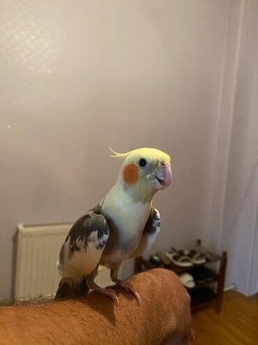 Кошки: Ələ örgenmis danismaq vaxdina hazir erkek korella satilir saglam — 2