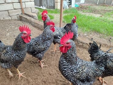 xarkov sortu toyuq: Məhsul: Xarkov xoruzlari.6 aylig — 1