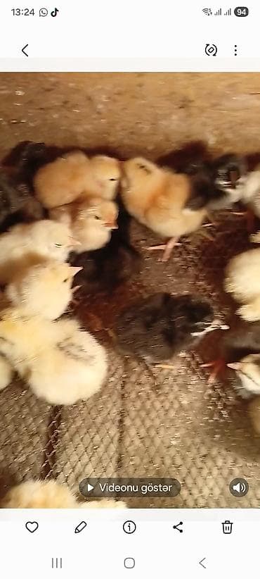 kənd cücələri: Toyuq cücələri, Damazlıq — 5