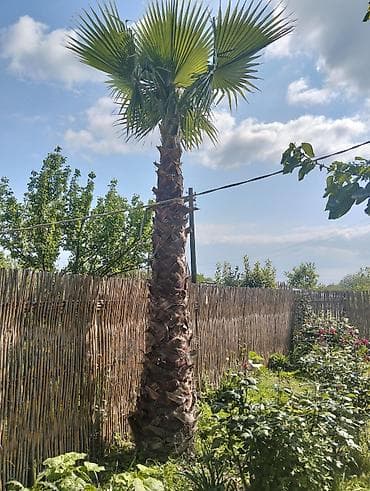 Məhsul: Dekorativ palma ağacı (fan palm tipli) Təsvir: - Hündür
