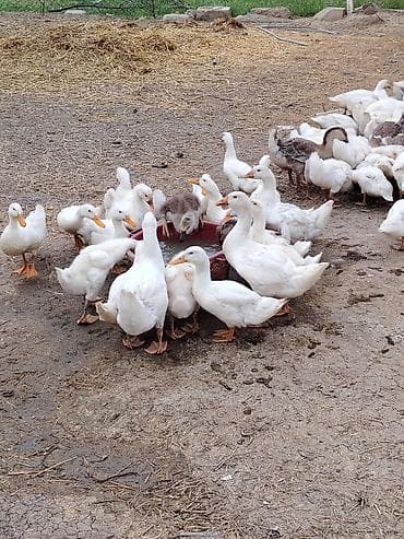 dovsan sekli: Məhsul: Ağ ördəklər pekin qiymetle baqli narahat etmeyin erkey disi — 3
