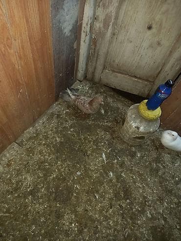 goyercin satilir: 3 ədəd əbrəş 2 mayadı 1 bir erkəy sağlam bal verən quşlardı sarı — 4