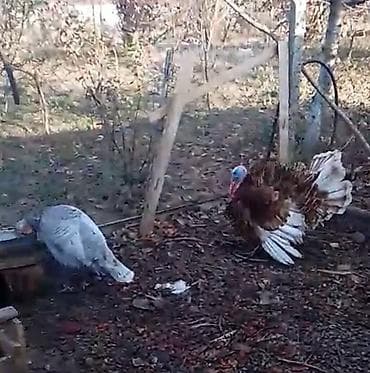 ragdoll qiymeti: Dişi, Damazlıq, Ödənişli çatdırılma — 1