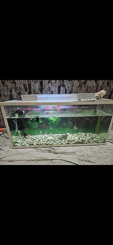 Akvarium 120 AZNbaliqlar,daşlar,filtr ve sair qiymete daxildir unvan