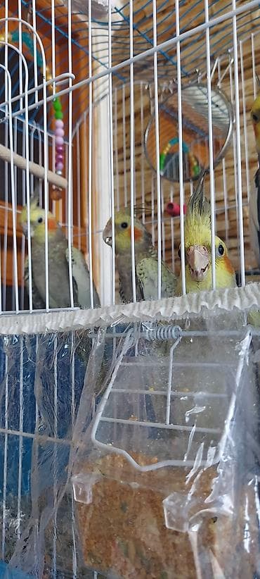 qefes boyuk: Nimfa (cockatiel) tutuquşuları və qəfəs dəsti - Növ: Nimfa (Nymphicus — 5