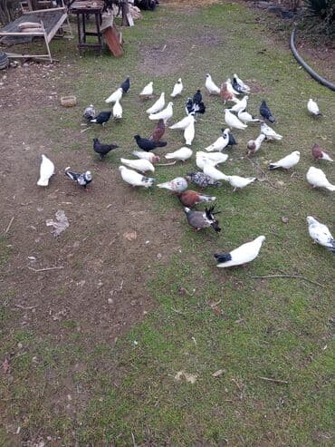 Lincoln: Məhsul: Ev göyərçinləri –kom qiy 240 müxtəlif rəng və tiplərdən ibarət — 2