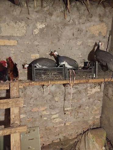 Ördəklər: Toyuq, Damazlıq — 2