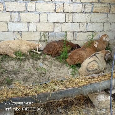 it satılır: Salam 7 baş kök quzu satılır isdiyən olsa vacapda və zəng vura bilər — 1