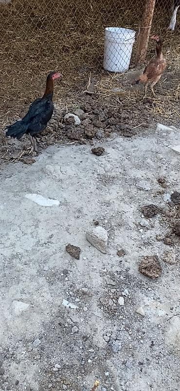 Toyuq, Damazlıq lalafo.az -da Toyuq, Damazlıq