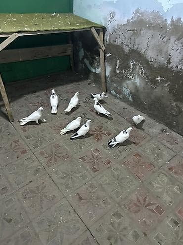 tetra quşu: Ağ rənglər üstünlük təşkil edən ev göyərçinləri — bir neçə quşun — 2