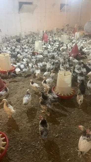 kend cucesi: Toyuq cücələri, Damazlıq — 2