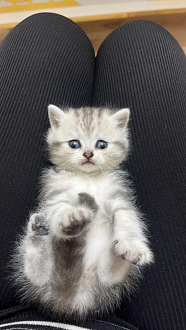 ev pişikləri: Britan — 9