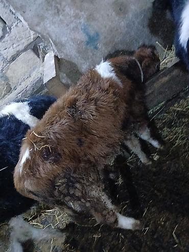 Asia: Erkek Dana isdeyenler real aliciya endirm var - Cins: yerli qarışıq — 1