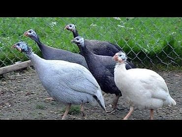 3 ag 3 agnan qaranin qarisiqi 5 qara cill 11 eded 3 erkey qalani fere lalafo.az -da 3 ag 3 agnan qaranin qarisiqi 5 qara cill 11 eded 3 erkey qalani fere