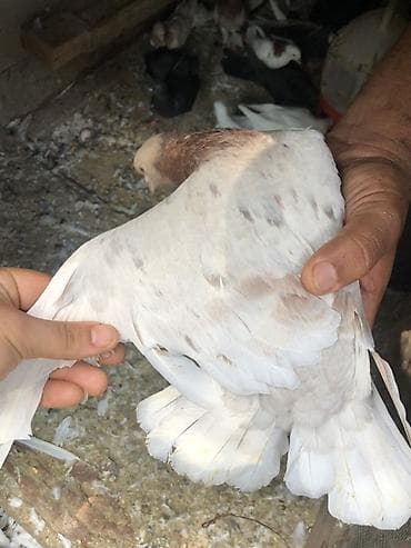 ev qus: Məhsul: Ev göyərçinləri – müxtəlif rəng və naxışlarda uçan və bəzək — 3