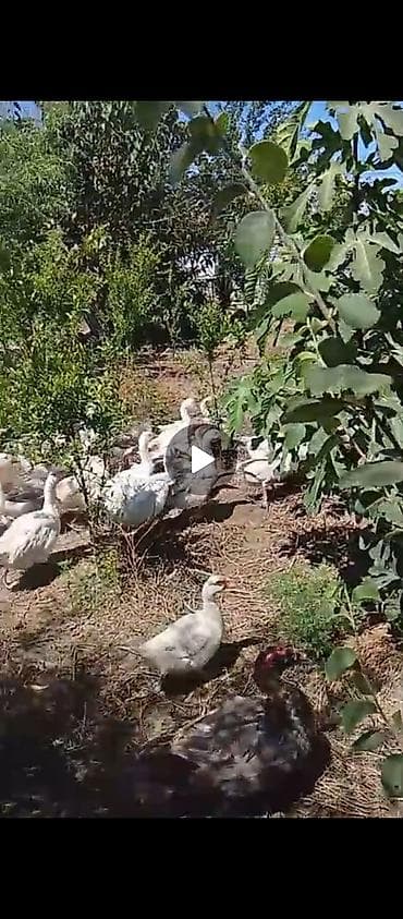 rengli baliqlar: Erkək, Ətlik, Ünvandan götürmə — 6