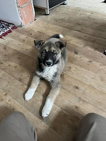 balaca sirin pisikler: Akita-inu, 3 ay, Dişi, Ünvandan götürmə — 2