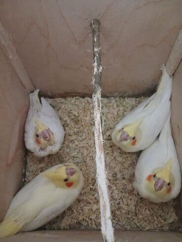 yanaqsız karella: Tam saglam cüt karella quşları bahalı qəfəs yem qabları yuvası nəvar — 8