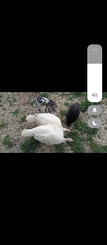 qafqaz coban itləri: Hind toyuqları – müxtəlif rənglərdə - Növ: ev şəraitində bəslənən — 6